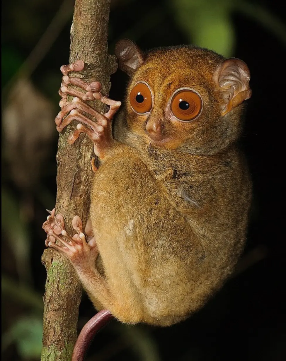 Cephalophacus bancanus