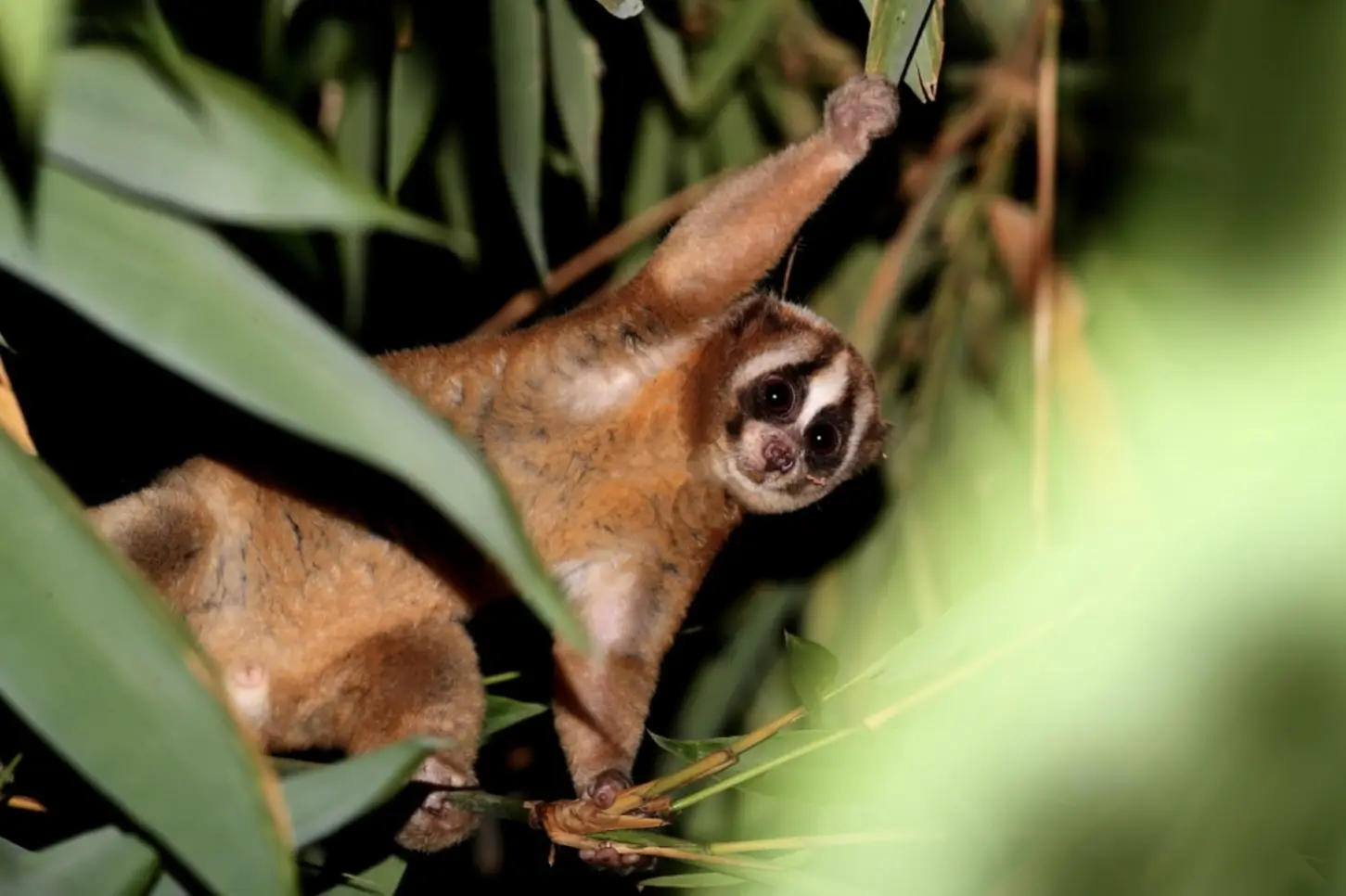 Nycticebus javanicus