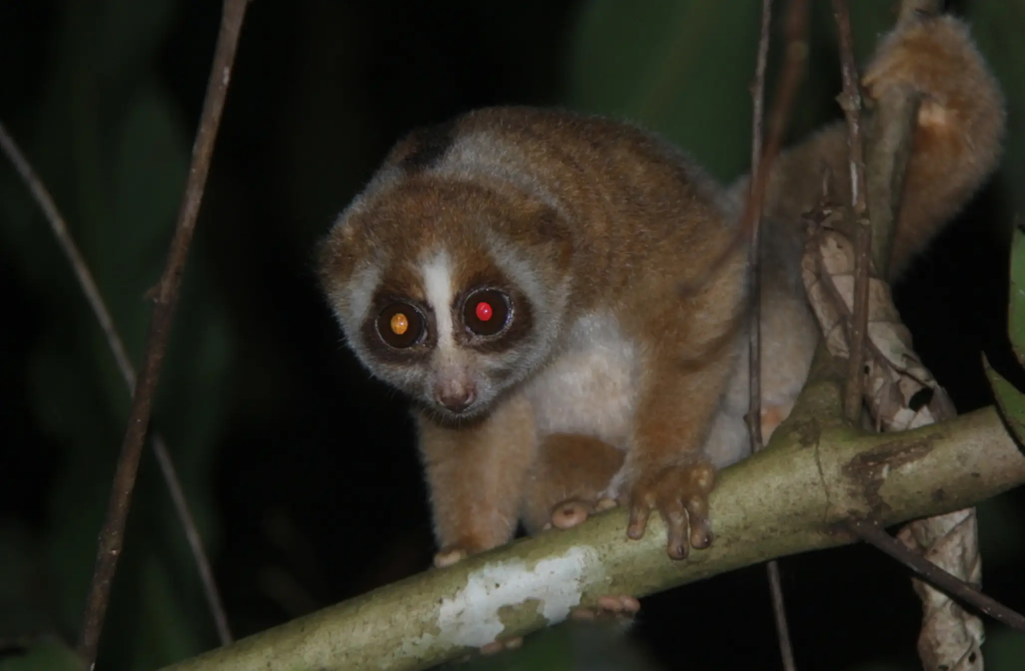 Nycticebus menangensis