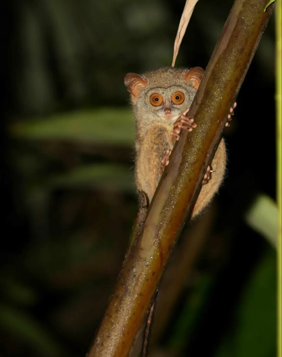 Tarsius dentatus