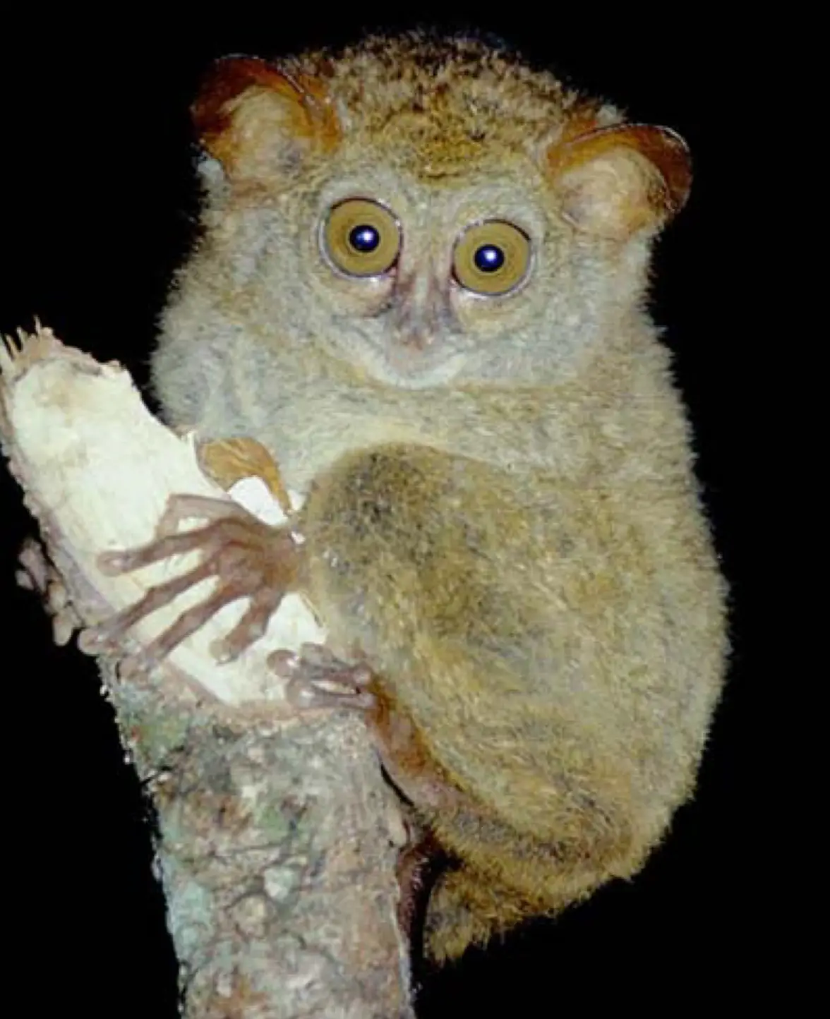 Tarsius lariang
