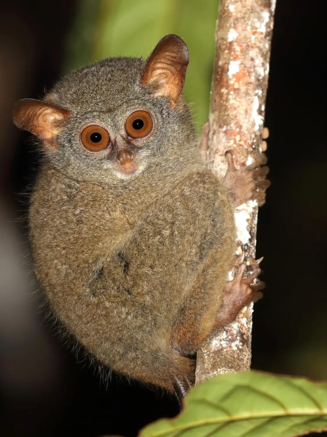 Tarsius pelengensis