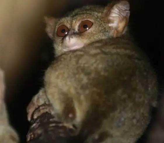 Tarsius pumilus