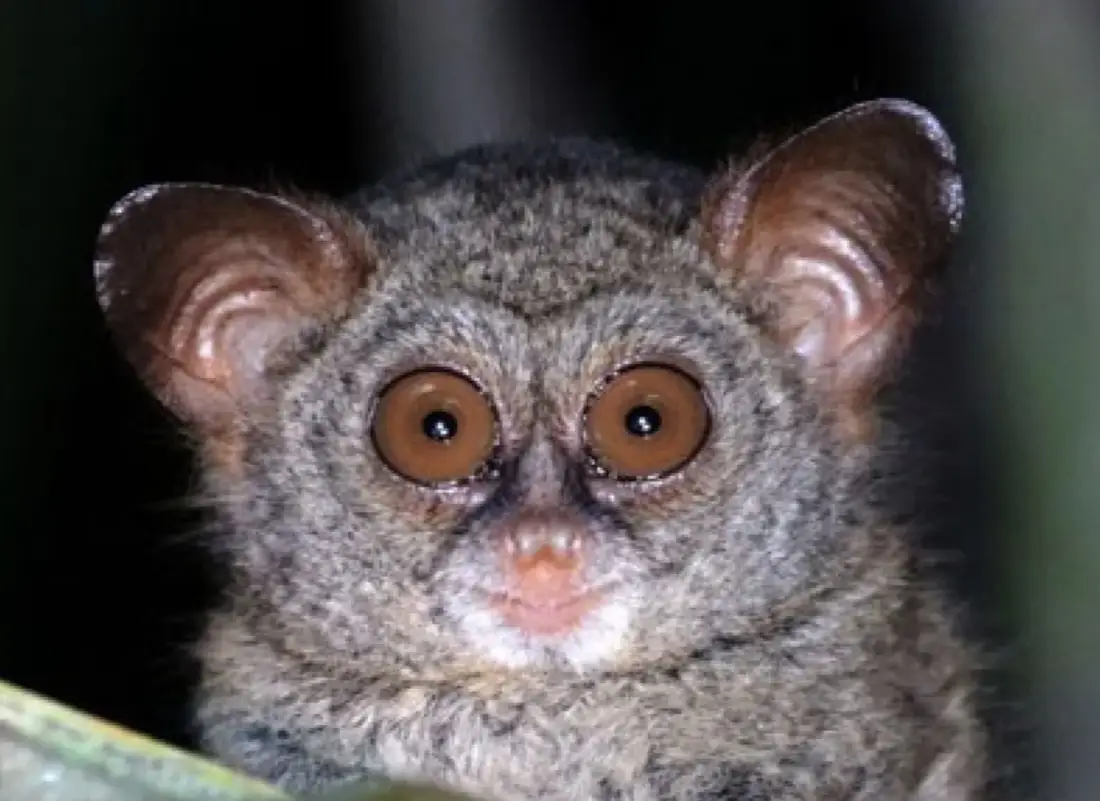 Tarsius sangirensis