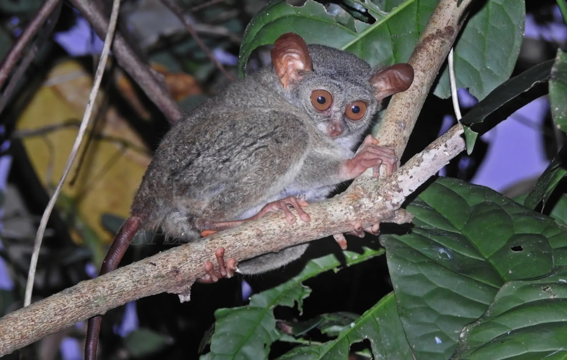 Tarsius tumpara